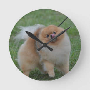 Gulliga Pomeranian Rund Klocka