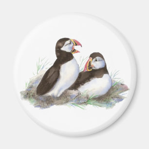 Gulliga Puffins, havfågel, strand, natur Magnet