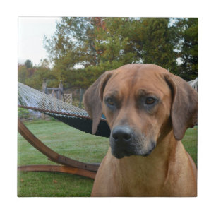 Gulliga Rhodesian Ridgeback Kakelplatta