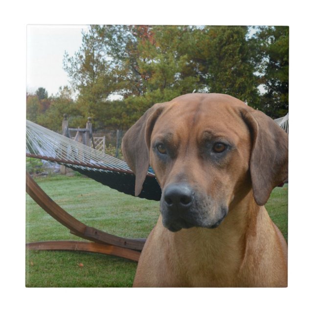 Gulliga Rhodesian Ridgeback Kakelplatta (Framsidan)