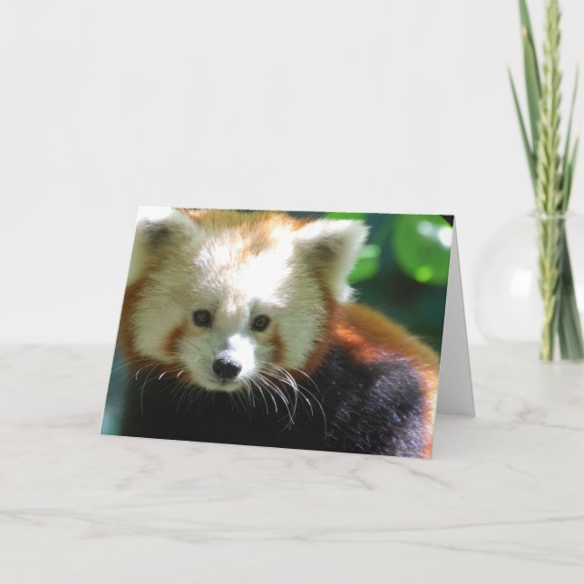 Gulliga röda Pandahälsningkort Kort (Framsida)