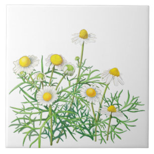 Gulliga roliga vintageCamomileblommor Kakelplatta