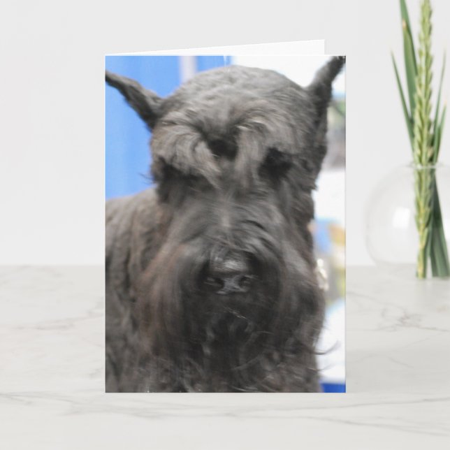 Gulliga Schnauzerhälsningkort Kort (Framsida)