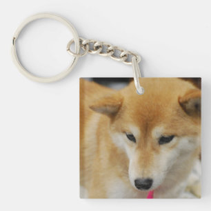 Gulliga Shiba Inu