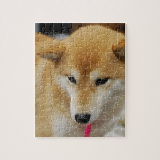 Gulliga Shiba Inu Pussel (Vertikal)