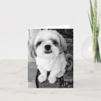 Gulliga Shih Tzu noterar kortet