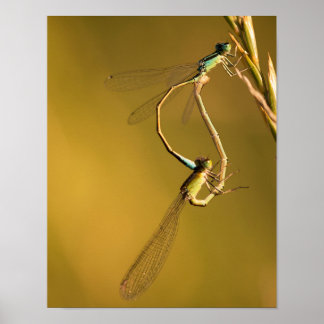 Gulliga trollsländor i gyllene ljus Makro naturfot Poster