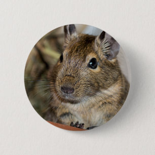 Gulliga vakna Degu fotograferar Knapp