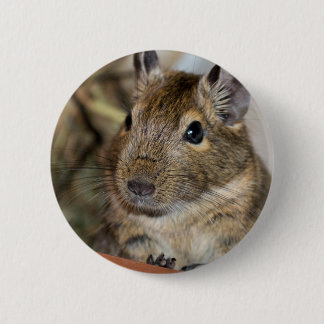 Gulliga vakna Degu fotograferar Knapp