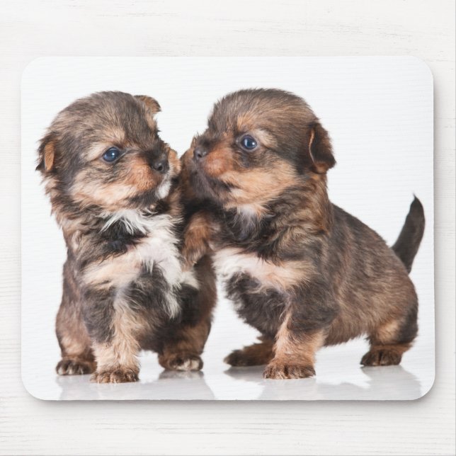 Gulliga valpar för Yorkshire Terrier Musmatta (Framsidan)