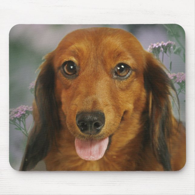 Gulliga vildblommor för tax (brunt långt Haired) Musmatta (Framsidan)