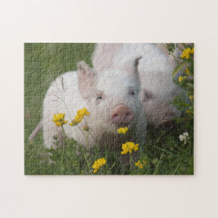 Gulliga vitPiglets i gula blommor - baby djur Pussel