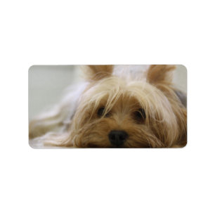 Gulliga Yorkie Adressetikett