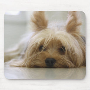 Gulliga Yorkie Musmatta
