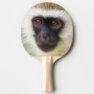 Gulligt apaporträtt pingisracket