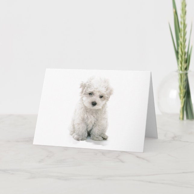 Gulligt Bichon Frise hälsningkort Kort (Framsida)