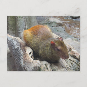 Gulligt Capybaradjur Vykort