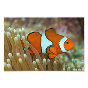 Gulligt Clownfish fototryck