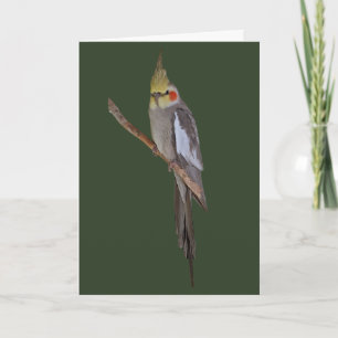 Gulligt Cockatielkort (skriv in ditt egna Kort