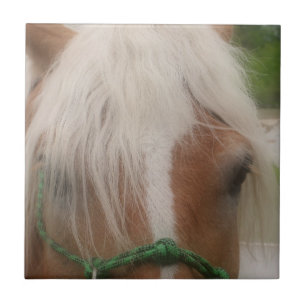 Gulligt djur för Haflinger hästansikte Kakelplatta