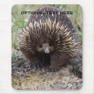 Gulligt djurt foto för australiensisk Echidna Musmatta