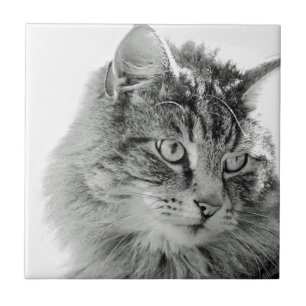 Gulligt fluffigt kattansikte kakelplatta