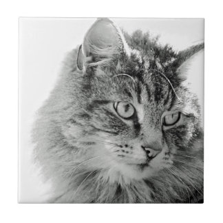 Gulligt fluffigt kattansikte kakelplatta