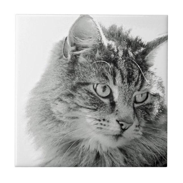 Gulligt fluffigt kattansikte kakelplatta (Framsidan)