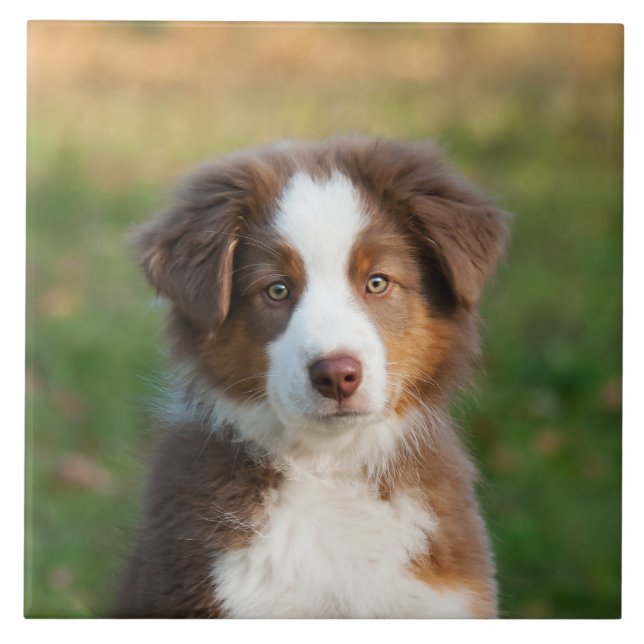 Gulligt foto för australian shepherdhundvalp kakelplatta (Framsidan)
