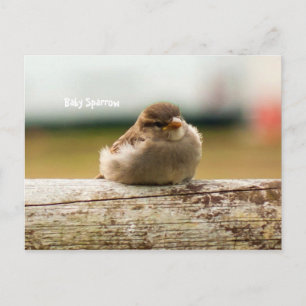 Gulligt foto för babySparrowfågel Vykort