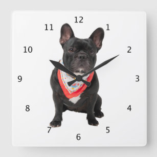 Gulligt härligt foto för fransk bulldogghund fyrkantig klocka