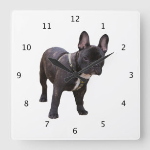 Gulligt härligt foto för fransk bulldogghundsvart fyrkantig klocka
