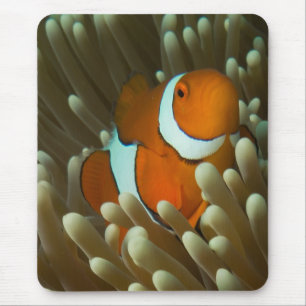 Gulligt hav för Clownfish underbart Musmatta