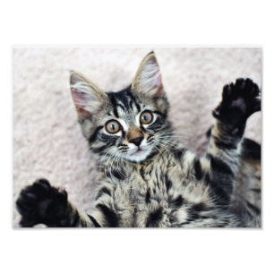 Gulligt kattungefototryck fototryck