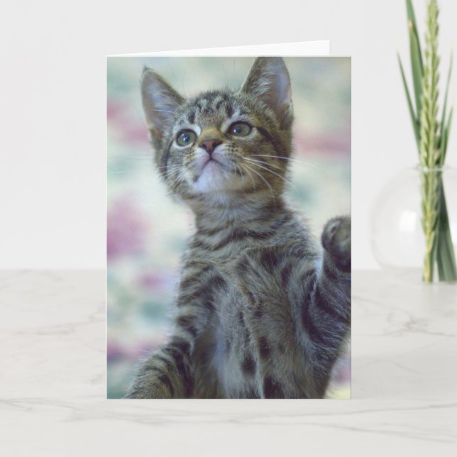 Gulligt kattungehälsningkort kort (Framsida)