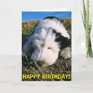 Gulligt kort för sheepdogvalpfödelsedag