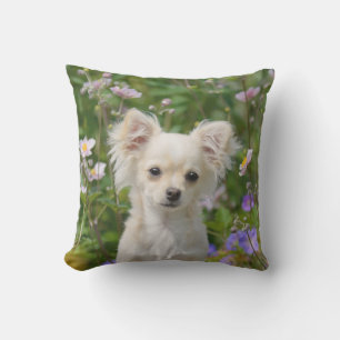 Gulligt kräm- foto för Chihuahuahundvalp för Utomhuskudde