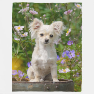 Gulligt långhårigt foto för Chihuahuahundvalp - Fleecefilt