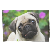 Gulligt lisma den kulöra mopsvalphunden -