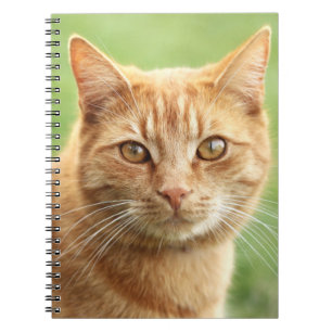 Gulligt orange kattporträtt anteckningsbok