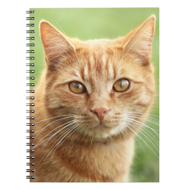 Gulligt orange kattporträtt anteckningsbok (Framsidan)