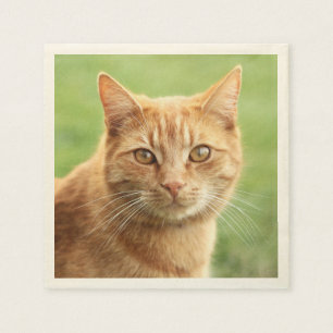 Gulligt orange kattporträtt pappersservett