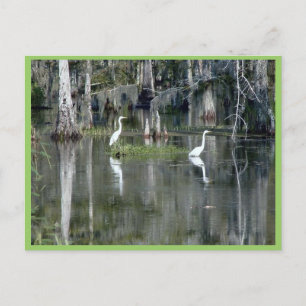 Gulligt para av Louisiana Herons i vatten nära Vykort
