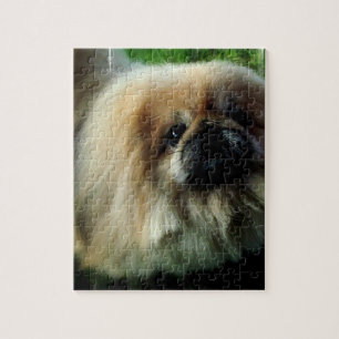 Gulligt Pekingese pussel