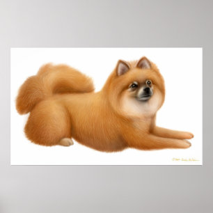 Gulligt Pomeranian valptryck Poster