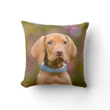 Gulligt puppyeyed ungerskt foto för Vizsla