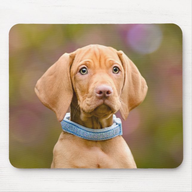 Gulligt puppyeyed ungerskt foto för Vizsla Musmatta (Framsidan)