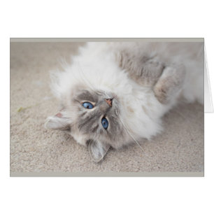 Gulligt Ragdoll kattkort Hälsningskort
