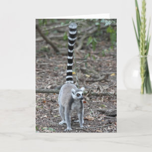 Gulligt Ring-Tailed Lemurfoto Kort