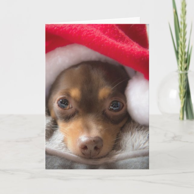 Gulligt Santa ChihuahuaFeliz Navidad kort (Framsida)